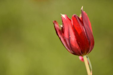  Tek bir vahşi kırmızı lalenin yakın plan, dikey çekimi, Kıbrıs 'a özgü tulipa cypria, başı eğik, yeşil bir alanda duruyor. Arka plan yumuşak, bulanık yeşil bir bokeh..