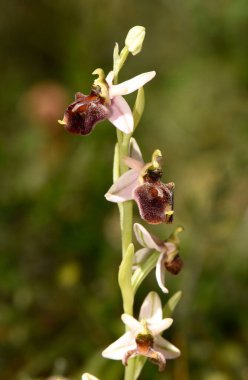 Zarif Ophrys Mammosa Orkidesi. Bumboleg Arı Orkidesi olarak da bilinen Ophrys mammoza orkidelerinin bir sapının yakından çekimi, birden fazla çiçek gösteriyor. Resim her çiçeğin karmaşık ayrıntılarını ve renklerini vurgular.