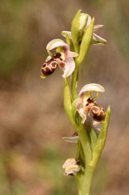 Ophrys apifera adında uzun saplı bir örümcek orkidesinin yakın çekimi. Makro fotoğraf, çiçeğinin böcek benzeri eşsiz şeklini yumuşak ve bulanık bir arkaplanla yakalar..