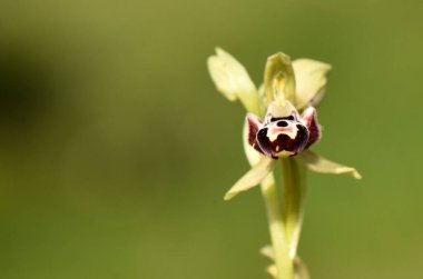 Ophrys Kotschyi ya da Kotschy 's Bee-Orchid' in bulanık yeşil arkaplana yakın çekim makrosu. Fotoğraf orkidenin eşsiz yapısını ve hassas ayrıntılarını vurguluyor..