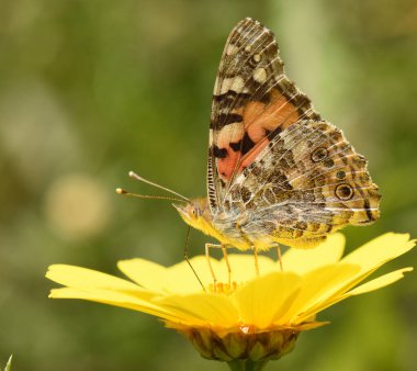 Kapalı, desenli kanatları olan boyalı bir bayan kelebek parlak sarı bir çiçeğin üzerinde duruyor. Makro yan görüş, karmaşık kanat detaylarını ve böceğin doğayla olan bağlantısını yakalar..