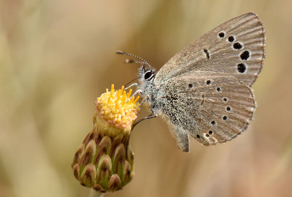 A Paphos blue butterfly (Glaucopsyche paphos), an endemic species of Cyprus, resting on and feeding from a yellow wildflower head, showcasing the subtle gray-brown underside and black eyespots.