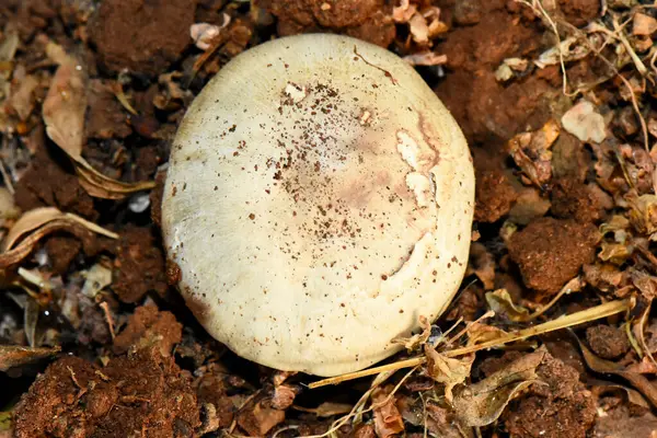 Wild mushroom cap emerging from the dark, rich forest floor soil, surrounded by dry leaves and organic matter in a close-up outdoor shot.