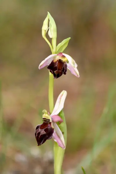 Çok güzel bir Ophrys elegans orkidesinin (zarif arı orkidesi) yakın plan çekimi, narin doğal bir arka plana karşı eşsiz ve narin şeklini sergiliyor..