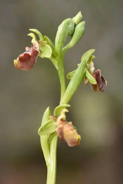 Çiçekli Ophrys flavomarginata orkidelerinin detaylı çekimi, onların eşsiz şekillerini vurgulayarak ve yumuşak doğal bir arka plana karşı karmaşık desenler.