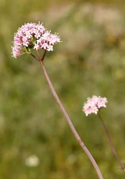 Güneşli bir çayırda narin pembe kediotu çiçeği. Uzun saplı, küçük, narin, pembe kediotu çiçekleri kümesi, yumuşak, bulanık bir arka plan, yeşil bir alan.