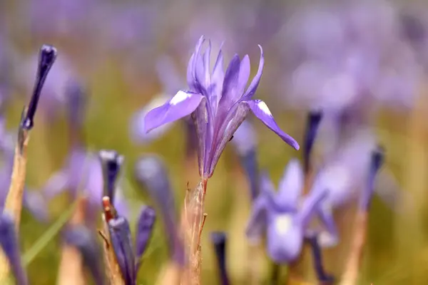 Bahar çayırında narin mor bir göz. Güneşli bir çayırda açan narin mor bir iris çiçeğinin güzel bir makro görüntüsü bahar bitkisinin yumuşak odaklı arka planı ve huzurlu bir ruh hali..