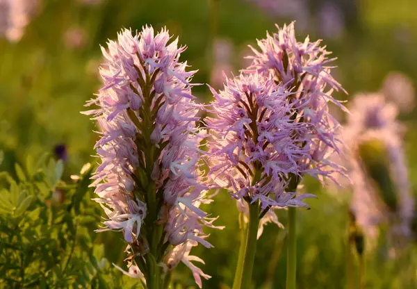 Pembe bir İtalyan orkidesinin yakın çekimi. Çok güzel bir Orchis italica (İtalyan orkidesinin) makro çekimi, insan figürüne benzeyen eşsiz yapısı ve narin pembe ve mor taç yapraklarıyla..