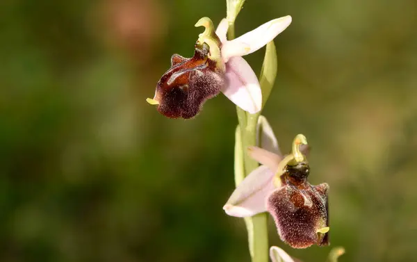 Çiçek açmış iki güzel arı orkidesi. İki güzel arı orkidesinin (Ophrys apifera), ince bir gövde üzerinde dikey olarak büyüyen, kendine özgü böcek şeklindeki bir görüntüsüdür..