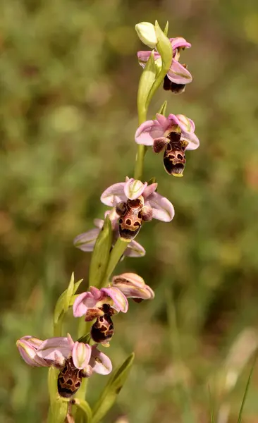  Pembe ve kahverengi arı orkidelerinin uzun sapı. Uzun bir yabanarısı orkidesi sapının dikey çekimi. Arı görünümünü taklit eden, yumuşak odaklı arka planda oluşan karışık pembe ve kahverengi desenli birden fazla çiçek sergiliyor..