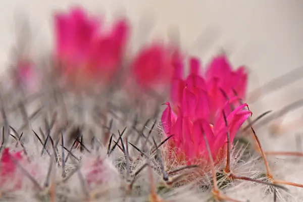 Sivri dikenli bir kaktüs üzerinde çiçek açan canlı pembe çiçeklerin yakın plan fotoğrafı, bulanık bir arka plan, narin çiçekler ve keskin dikenler arasındaki zıtlığı vurguluyor..