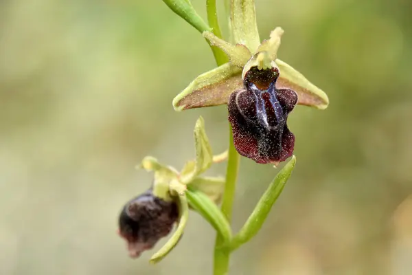 Ophrys morio ya da Cyprus Bee-Orchid 'in uzun gövdeli yakın çekimi. Makro fotoğraf, arka planda bulanıklık olan koyu çiçeğinin böcek benzeri benzersiz şeklini yakalar..
