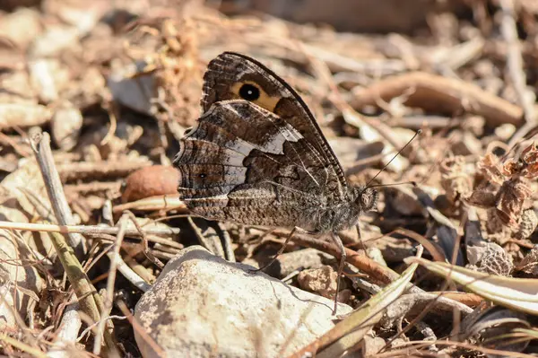 Yerdeki kuru yapraklar ve taşlar arasında kamufle olan gri bir Kıbrıs Kelebeği Hipparchia cypriensis. Makro yan görünüm kapalı kanatlarının karmaşık desenlerini yakalar.