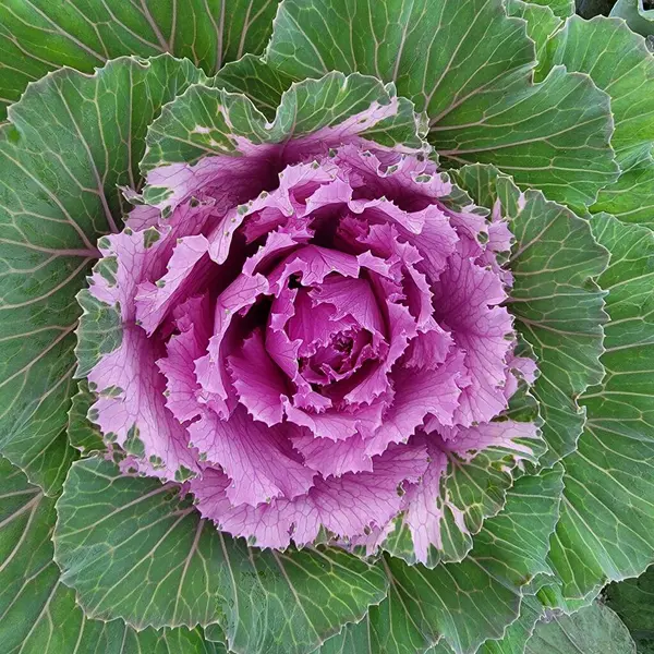 Purple Ornamental Cabbage Has Colorful Leaves Top Resembling Flowers — стоковое фото