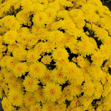Yellow Mums or Chrysanthemum clipart
