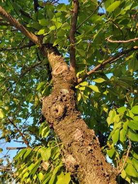 Ağaç dalları alçak açılı, tepesinde yeşil yapraklar var..