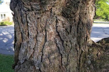 Ağaç kabuğu dokusu ve gölgeleri