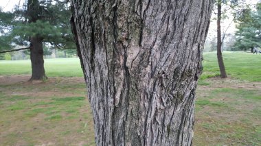 Ağaç Kümesi Dokuları ve Desenleri