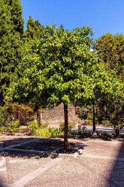 Saygıdeğer, asil ve şanlı kardeşliğimiz Meryem Ana 'nın en büyük ızdırabıyla, dindarlığıyla ve Kral İsa' nın Toledo Kudüsü 'ne zaferiyle girişi.