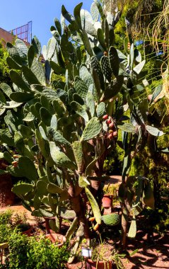Granada Üniversitesi Botanik Bahçesi, İspanya