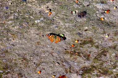 Kelebekler doğanın renkleri