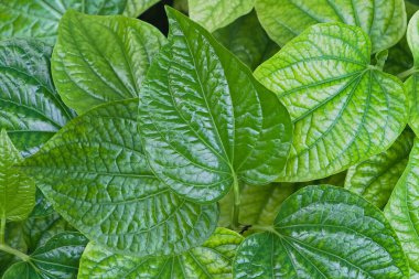 Fresh Piper sarmentosum herb green leaves on background, Piper sarmentosum green leaves is one a raw material for cooking food diet and use for herbal clipart