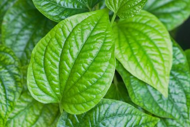 Taze Piper sarmentosum bitkisi arka planda yeşil yapraklar, Piper sarmentosum yeşil yapraklar yemek pişirmek ve bitkisel beslenmek için bir hammaddedir 