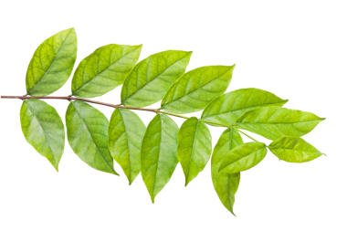 Yeşillik mevsiminde dalları olan taze yeşil yapraklar.