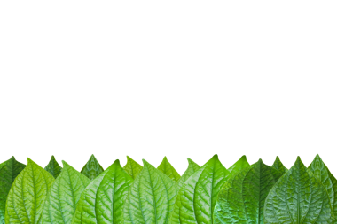 Yakın plan yeşil yapraklar grubu