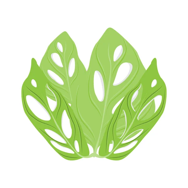 Logo Feuille Monstera Adansonii Vecteur Vert Plante Vecteur Arbre Illustration — Image vectorielle