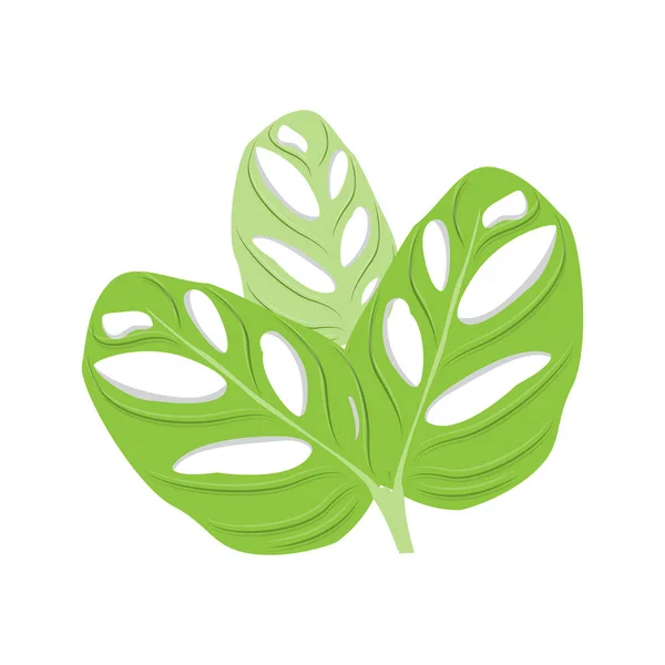 Logotipo Folha Monstera Adansonii Vetor Verde Planta Vetor Árvore Ilustração — Vetor de Stock