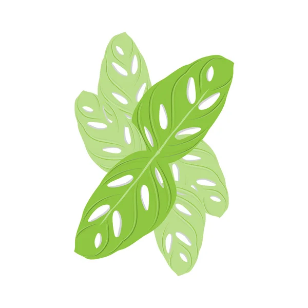 Logotipo Hoja Monstera Adansonii Vector Planta Verde Vector Árbol Ilustración — Vector de stock