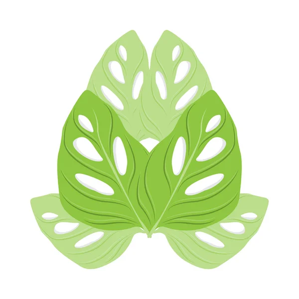 Monstera Adansonii Leaf Logo Grüner Pflanzenvektor Baumvektor Seltene Blattillustration — Stockvektor
