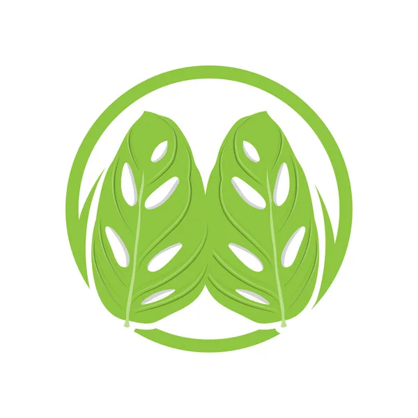 Logo Della Foglia Monstera Adansonii Vettore Verde Della Pianta Vettore — Vettoriale Stock