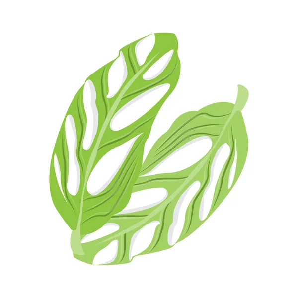 Monstera Adansonii Leaf Logo Green Plant Vector Tree Vector Rare — 图库矢量图片