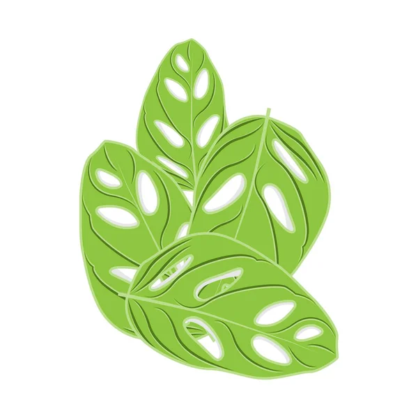 Logotipo Folha Monstera Adansonii Vetor Verde Planta Vetor Árvore Ilustração — Vetor de Stock