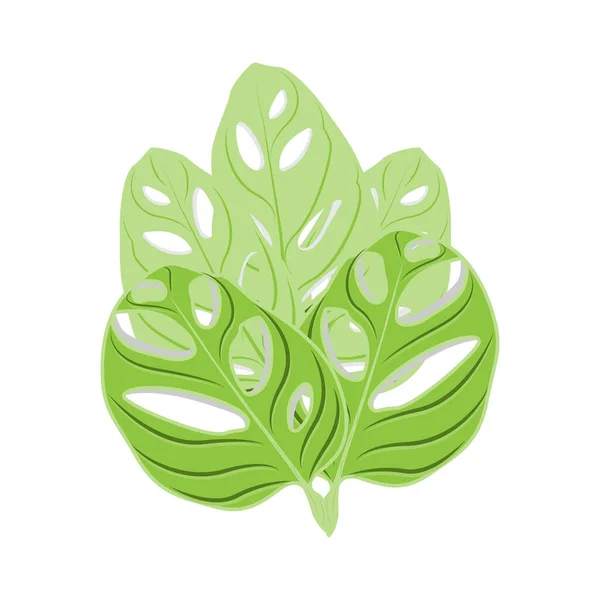 Monstera Adansonii Leaf Logo Green Plant Vector Tree Vector Rare — Stock Vector