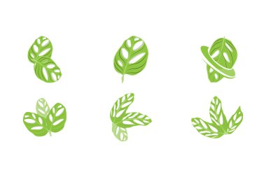 Monstera adansonii Yaprak Logosu, Yeşil Bitki Vektörü, Ağaç Vektörü, Nadir Yaprak İllüstrasyonu