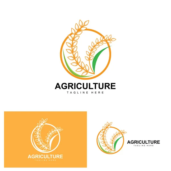 stock vector Rice Logo, Agriculture Design, Vector Wheat Rice Icon Template Illustration