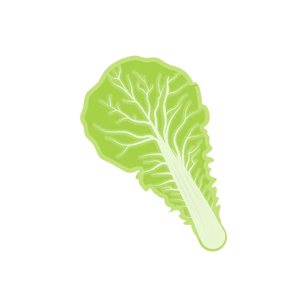 Kimchi Logo Design Korean Traditional Food Vector Cabbage Green Vegetable — Stock Vector