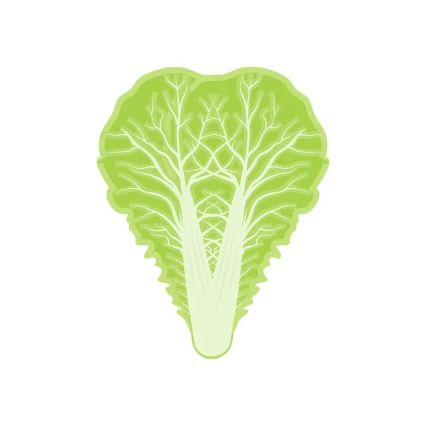Kimchi Logó Tervezés Koreai Hagyományos Élelmiszer Vektor Káposzta Zöld Vegetáriánus — Stock Vector