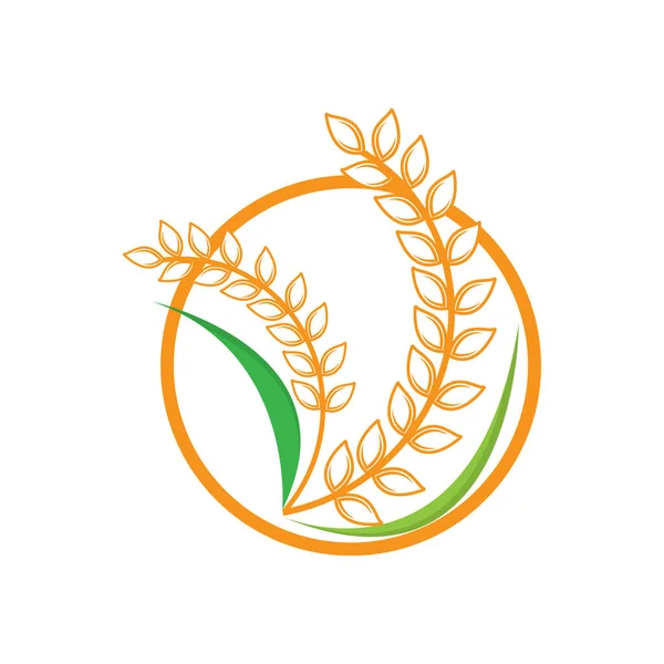 Logo Del Riso Farm Wheat Logo Design Illustrazione Vintage Retrò — Vettoriale Stock