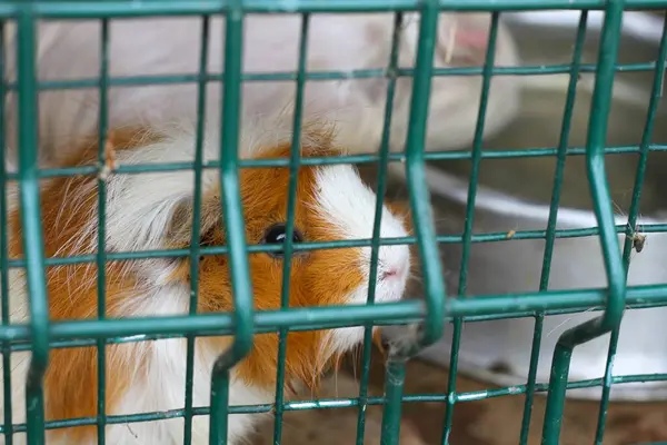 Sahneye yakın çekimde kobay fareleri. Doğal koşullarda ve hayvanat bahçesinde kobay hayatı. Hayvanat bahçesindeki kobay fareleri.