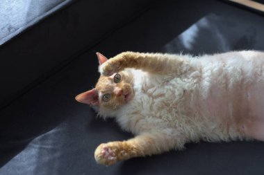 Kabarık kırmızı Sphynx kedisi yalan söylüyor ve siyah bir arka planda kameraya bakıyor.