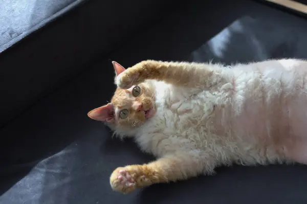 Kabarık kırmızı Sphynx kedisi yalan söylüyor ve siyah bir arka planda kameraya bakıyor.