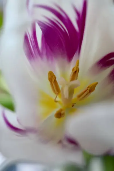 Makro fotoğrafçılıkta nadir bulunan beyaz-mor bir lalenin enfloresanları, mastensleri ve vajinaları. Lale çiçek açmış. Çok renkli lale çiçek açmış. Yüksek kaliteli makro fotoğraf