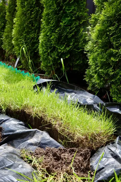 Çim onarımı. Bir parça çimen kesilir ve organ nakli bekler. Yuvarlak çimen ve yeşil çimen onarımı