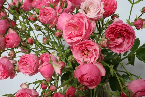 Beyaz arka planda uzun cam bir vazoda kül pembesi güller. Pastel narin çalı gülleri uzun bir vazoda. Flüt camından yapılmış kahverengi bir vazoda çiçekler. Yüksek kalite fotoğraf