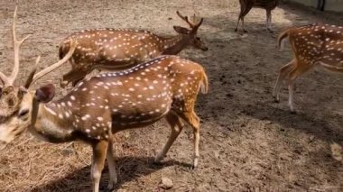 Chital, cheetal ve axis geyikleri hareket edip ot yiyorlar. Benekli geyik yerde yürüyor..