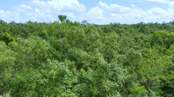 巨大な森やジャングルや曇りの空のパンニング サンダルバン マングローブの森と晴れ渡る曇天の絶景 — ストック動画